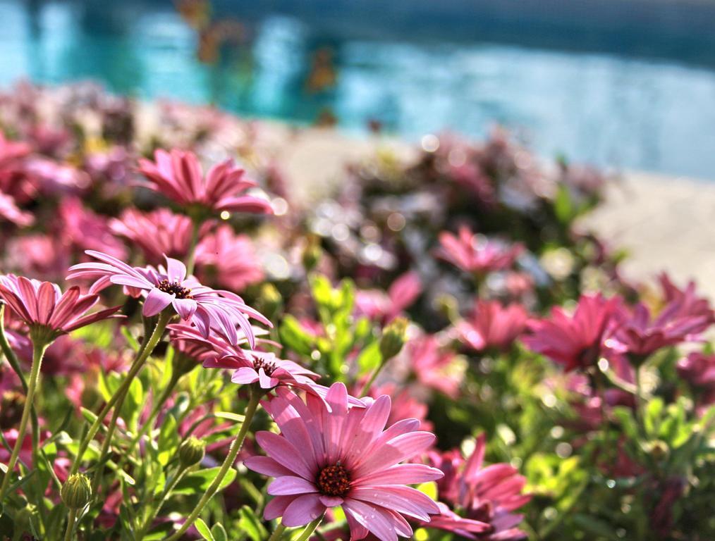 Villa Paradise Paphos 客房 照片